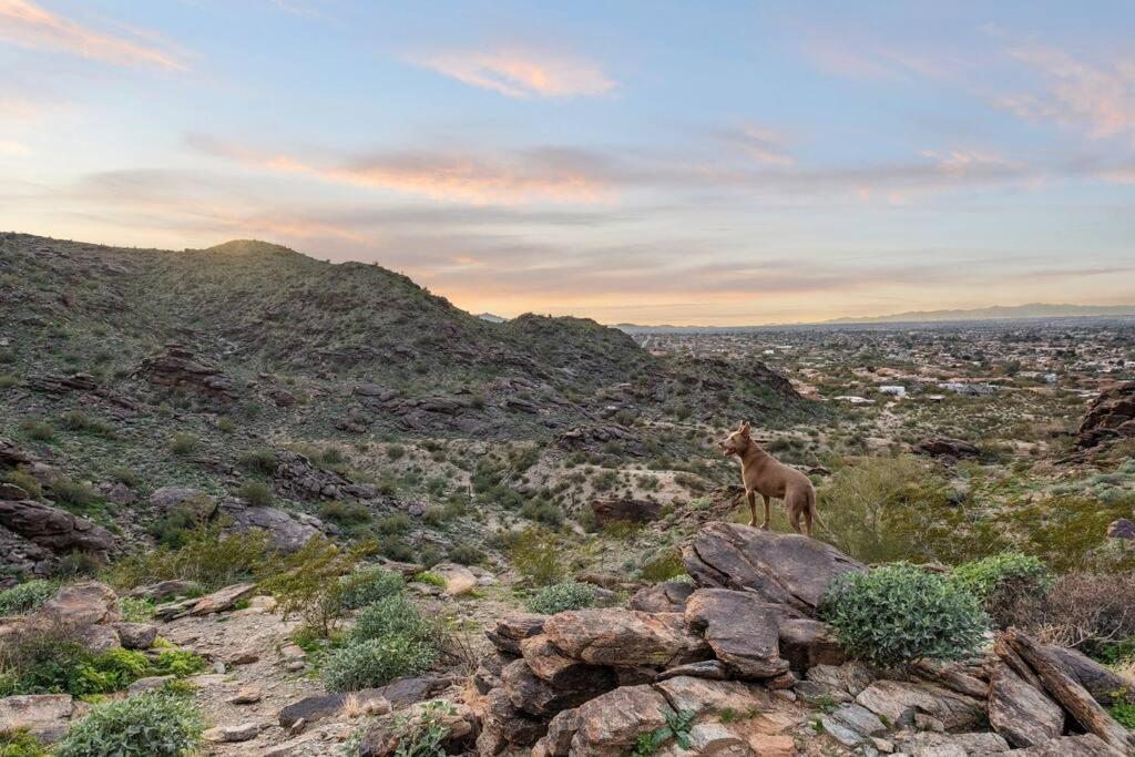 The Hummingbird House, Sauna & Mountain Views! Phoenix Bagian luar foto